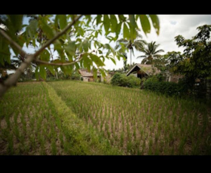 Citra Homestay Tetebatu Zewnętrze zdjęcie